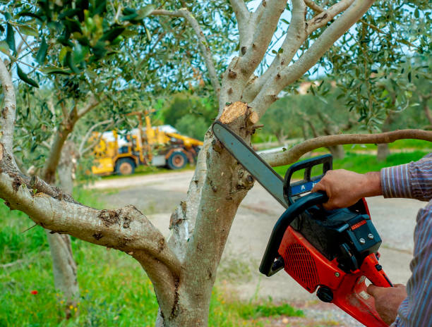 Best Tree Care Services  in Eufaula, AL